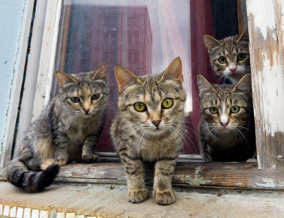 Über 200 verwahrloste Katzen aus Einfamilienhaus in Japan gerettet