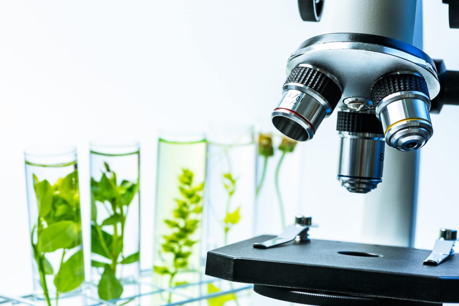 Wissenschaft Beweist Nie Wieder Alzheimer Diese Pflanze Macht Es Möglich - ueronri