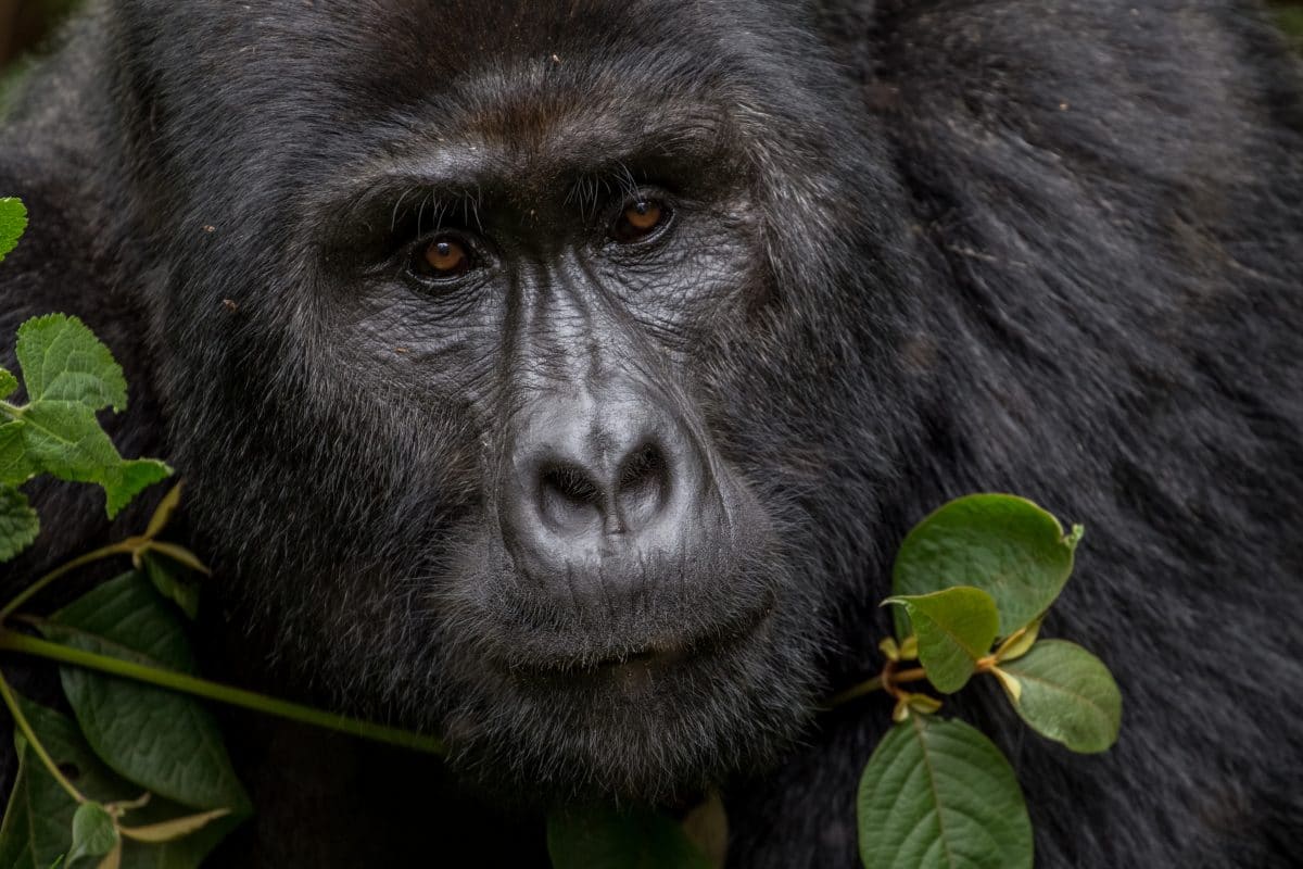 Seltener Berggorilla „Rafiki“ gewaltsam mit Speer getötet