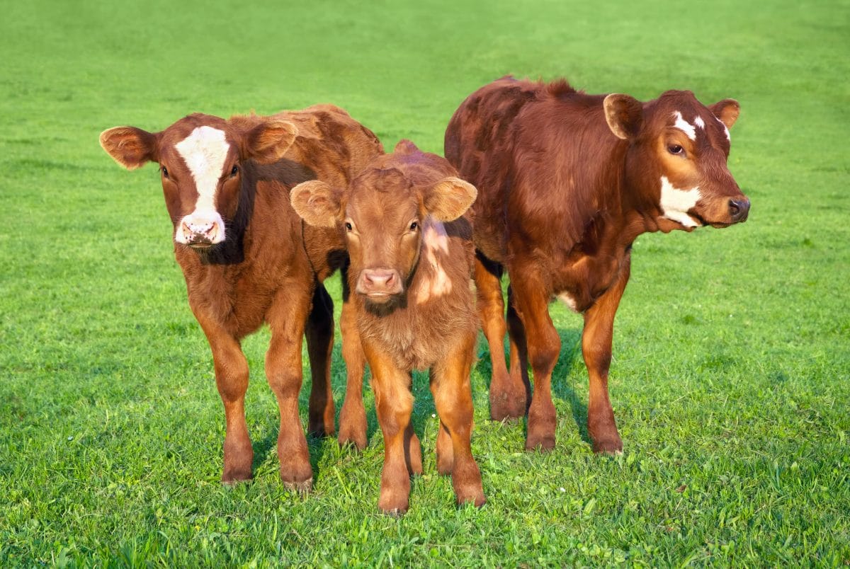 Kuh bringt Drillinge zur Welt: Tierische Seltenheit