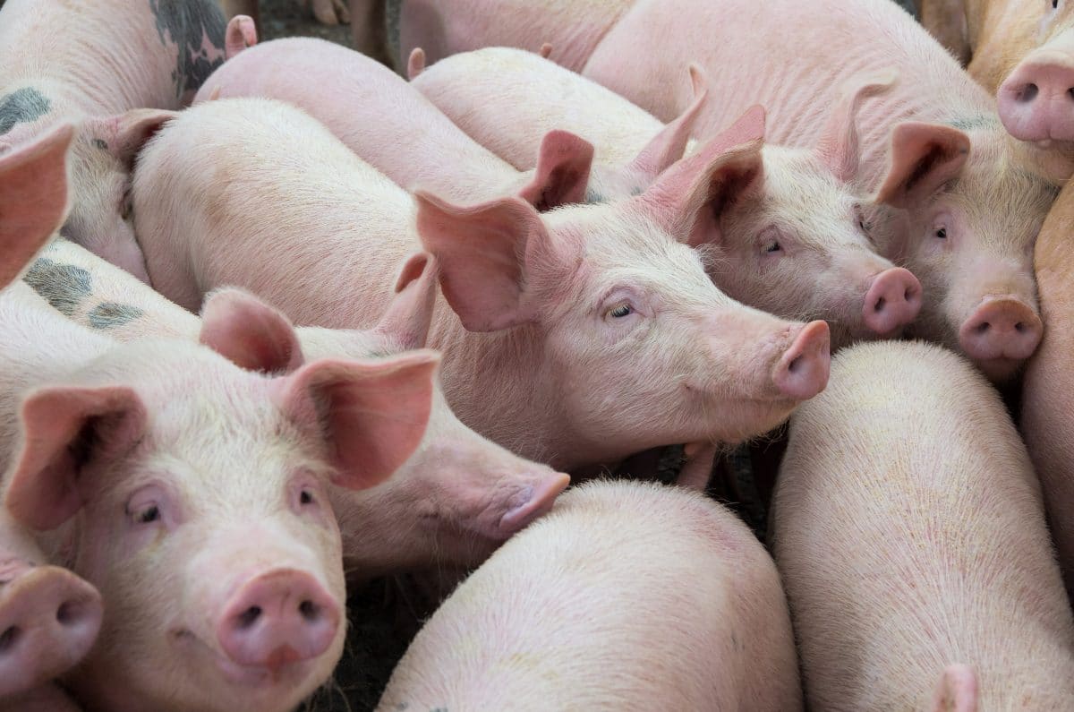 Forscher in China entdecken neues Schweinegrippe-Virus mit Pandemie-Risiko