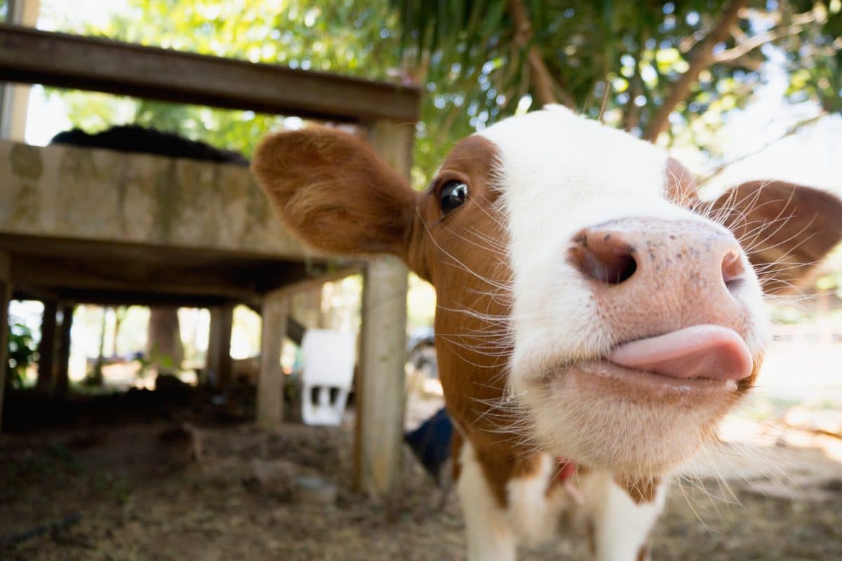Forscher verändern DNA von Kühen, um Corona-Antikörper herzustellen