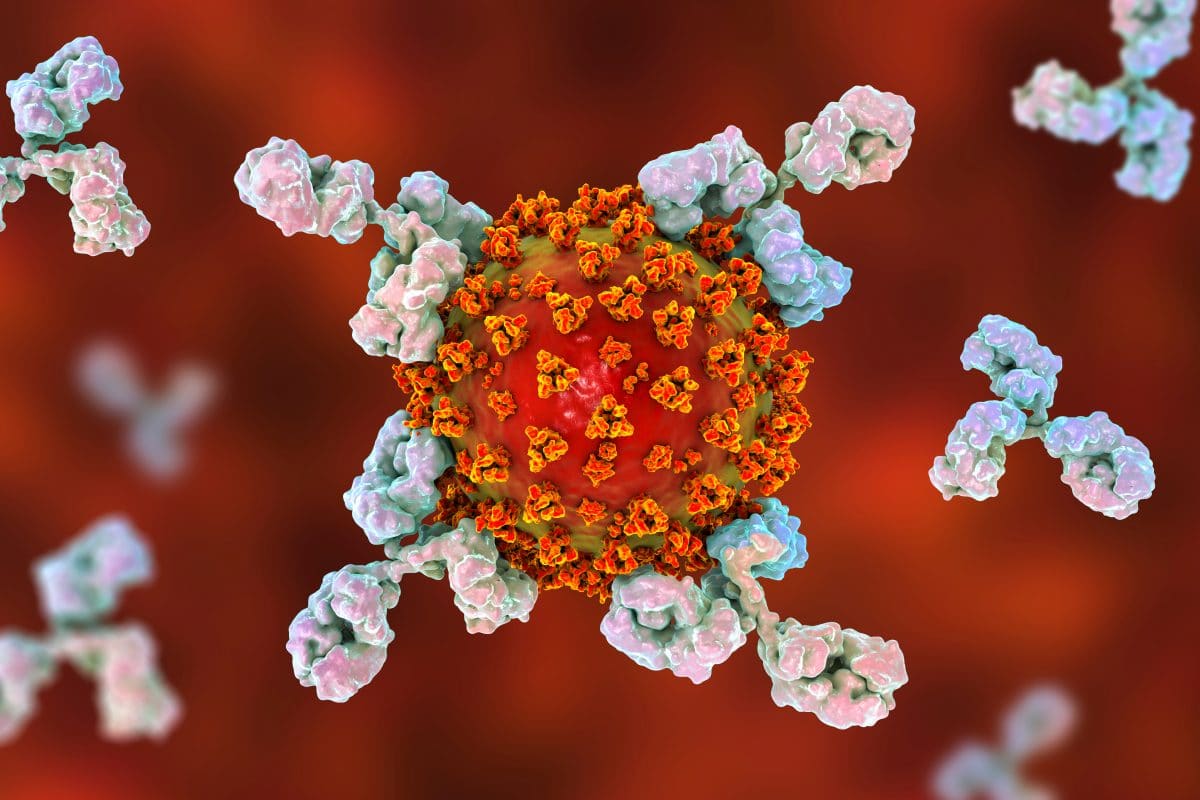 Forscher warnen: Corona-Antikörper verschwinden nach zwei Monaten