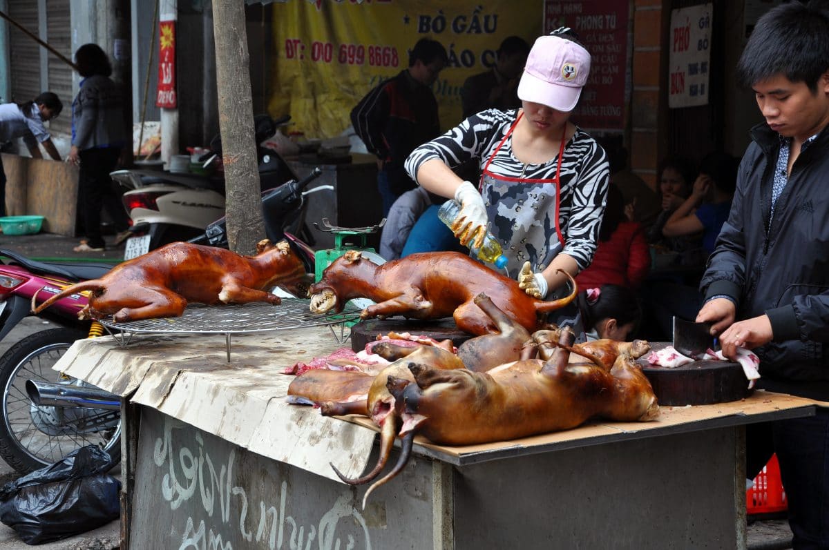 Hundefleisch-Festival in China eröffnet: Tierschützer schlagen Alarm