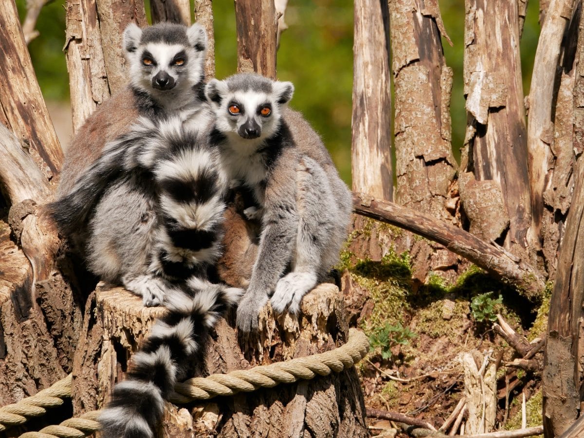 Zoo Salzburg: Katty-Babys tödlich verunglückt