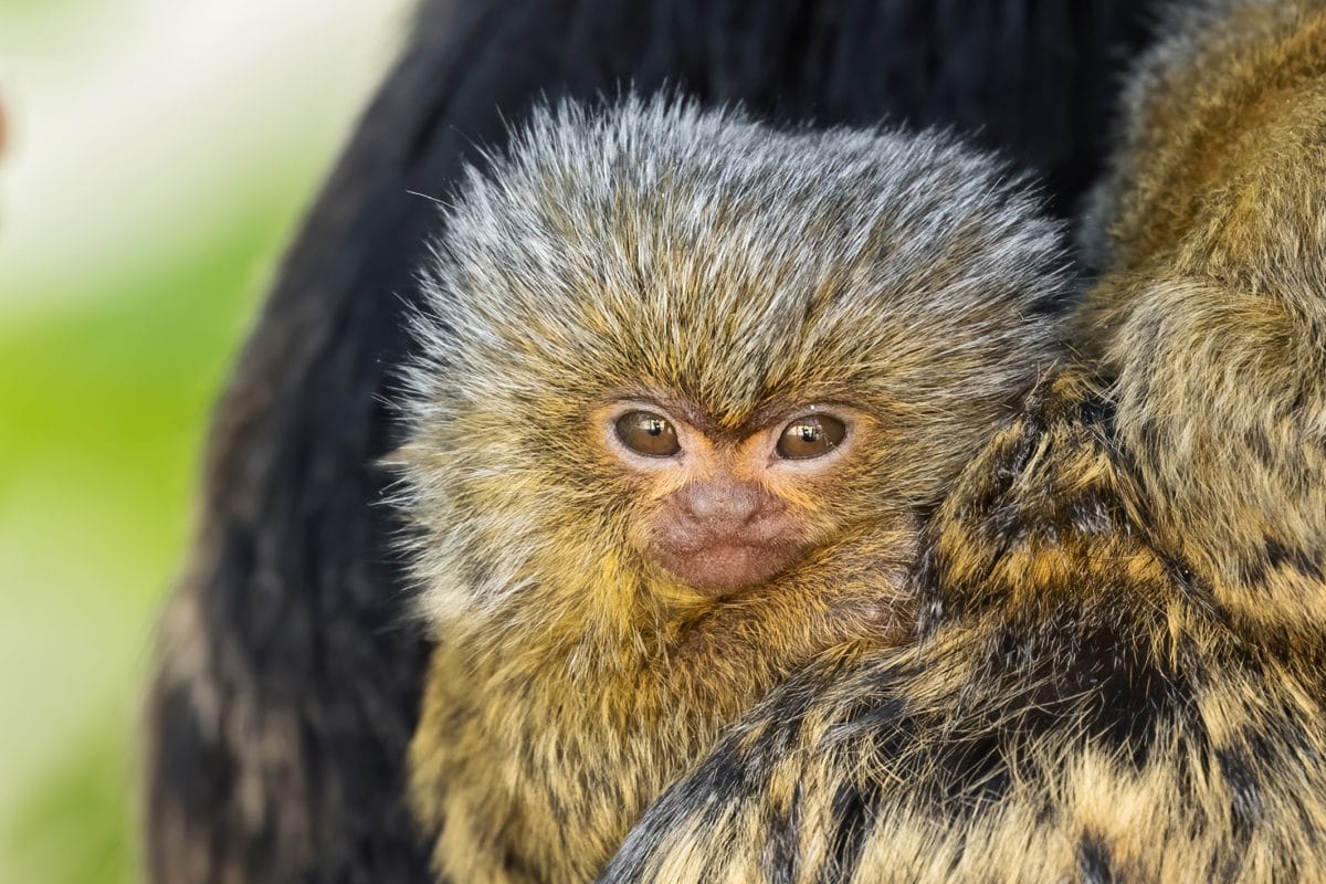 Daumengroßes Affenbaby in Schönbrunn geboren: Süßes Video