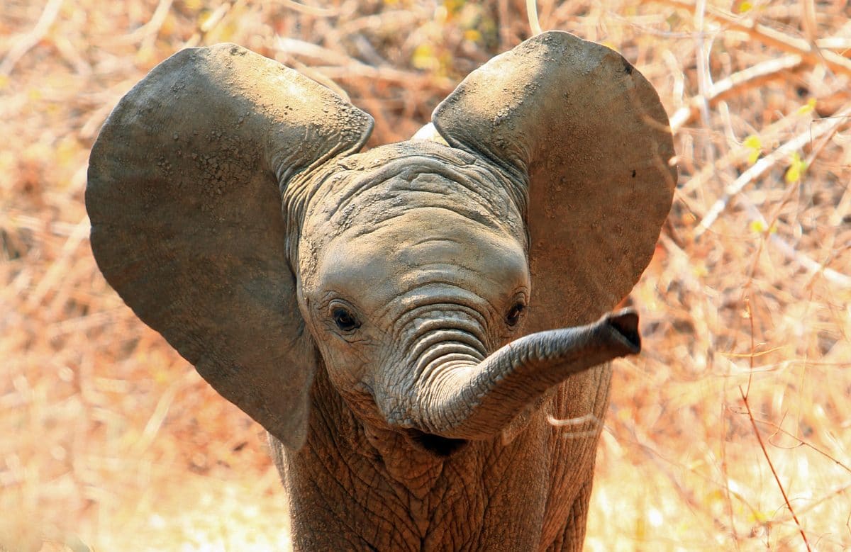 Video zeigt Geburt von Babyelefanten während Safari-Tour