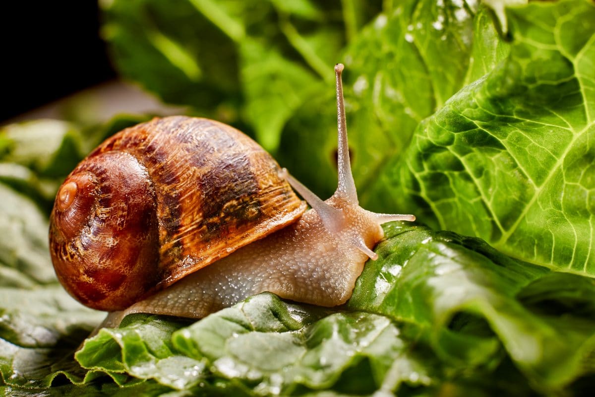 Schnecke Jeremy auf Partnersuche: Kuriose Studie veröffentlicht