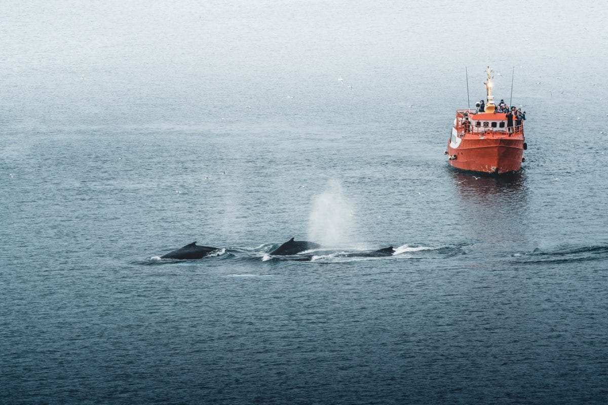 Tiere fliehen aufgrund des Klimawandels an die Pole