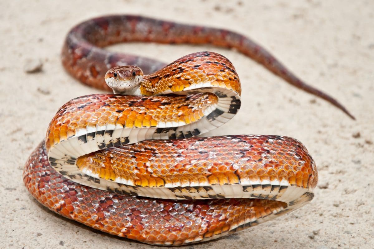Tierquäler verknoten Schlange und lassen sie tot auf Straße liegen
