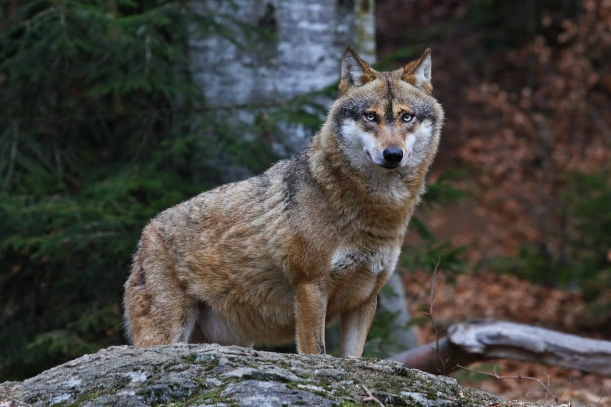 Wolf in Salzburg zum Abschuss freigegeben: Kritik von WWF