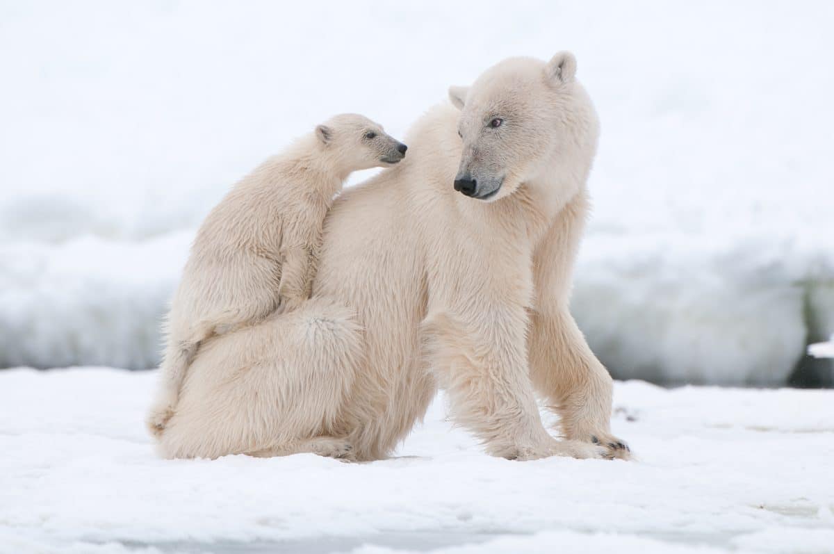 Das Aussterben von Eisbären ist so gut wie sicher
