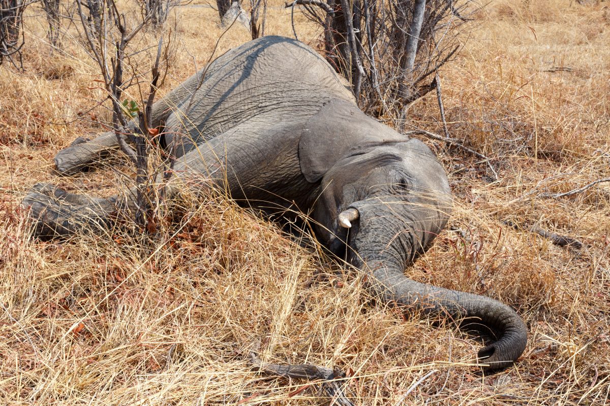 In Botswana starben hunderte Elefanten auf mysteriöse Weise