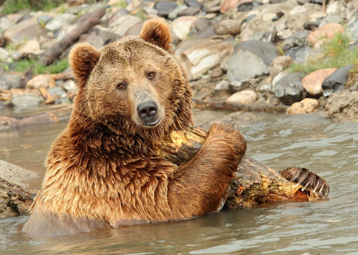 Jagd auf Grizzlybären im Yellowstone Nationalpark gestoppt