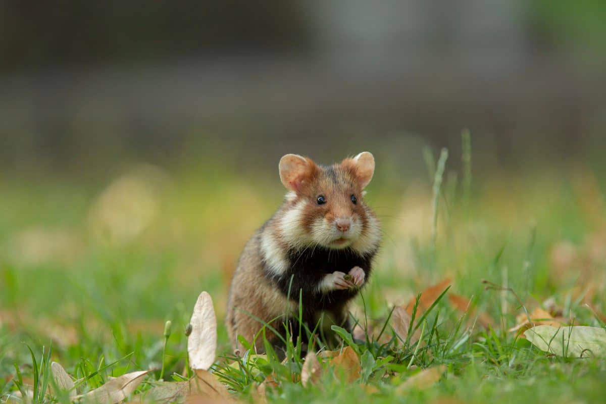 Hamster sind vom Aussterben bedroht