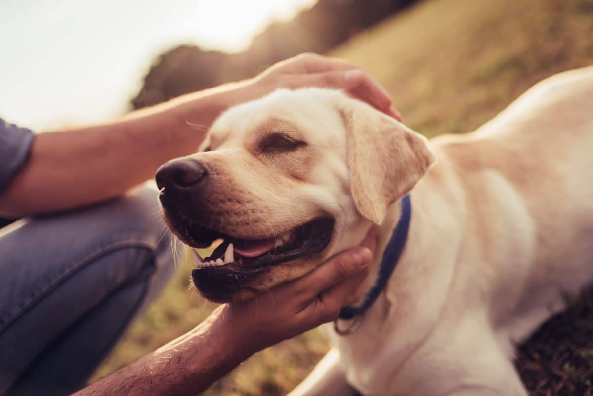 Hund gegen Willen eingeschläfert: Nun meldet sich der Besitzer zu Wort