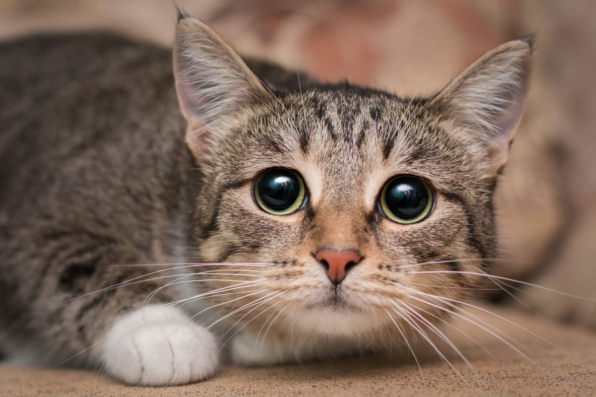 Katze gehäutet: Polizei sucht nach unbekannten Tierquälern