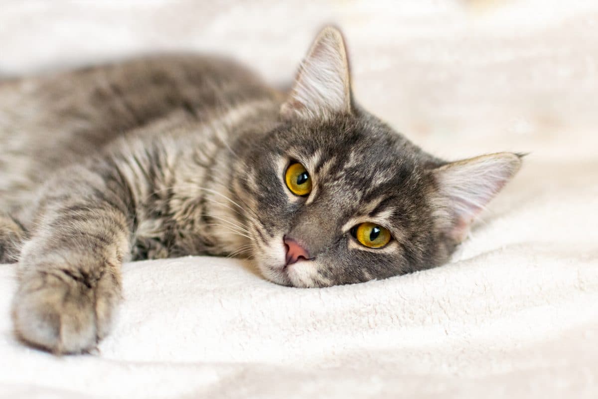 Tierquäler in Graz häuten erneut Katze: Polizei sucht nach Tätern Tierquäler in Graz häuten erneut Katze: Polizei sucht nach Tätern