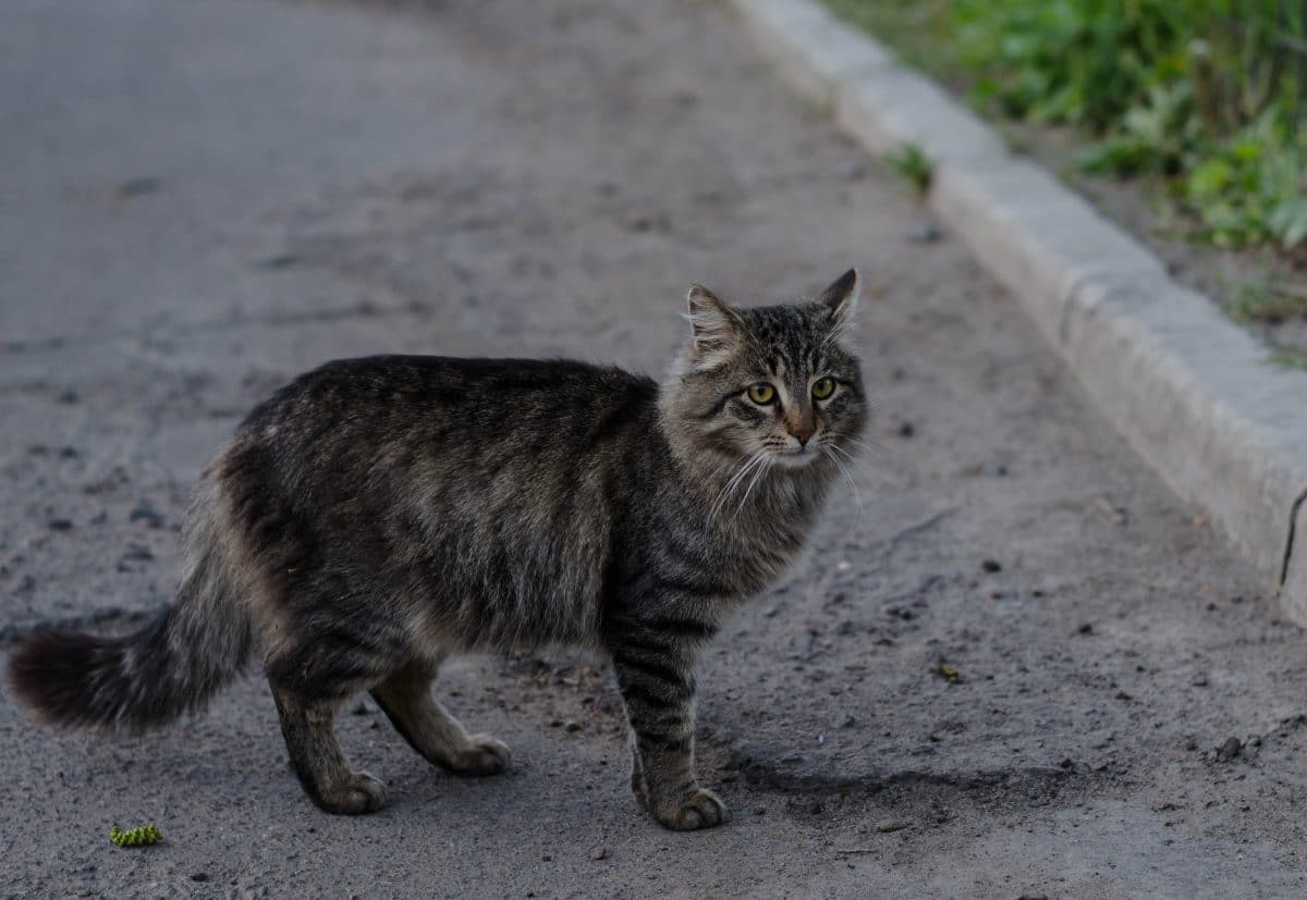 Unbekannter wirft Katzen aus Auto und überfährt sie