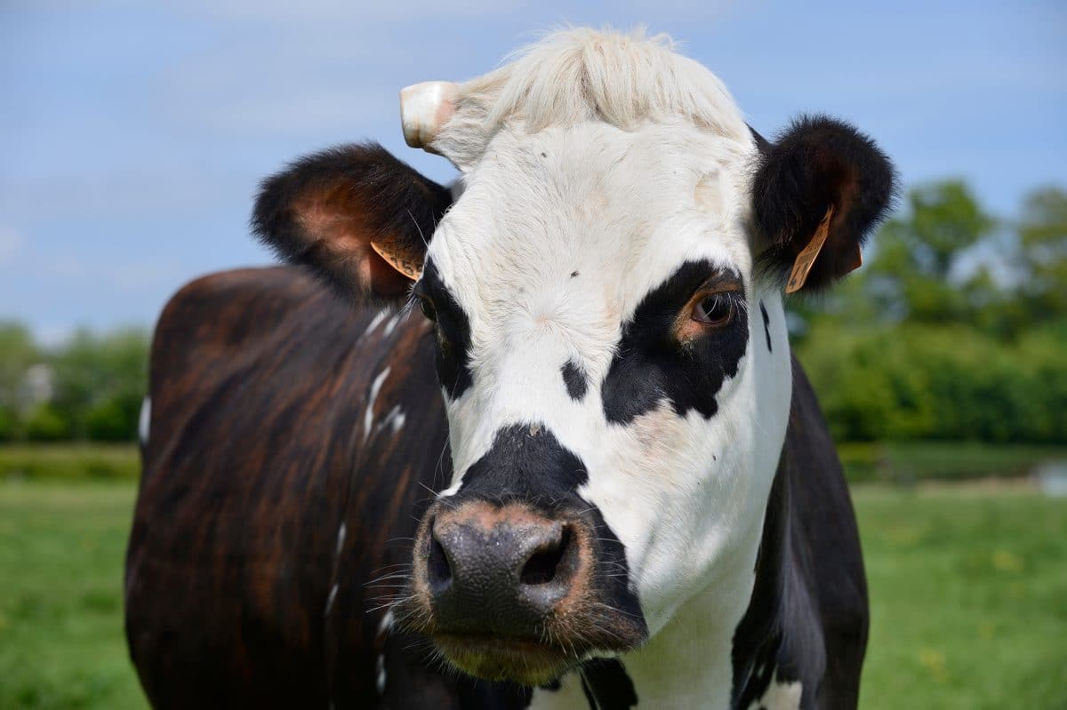 Forscher bringen Kühen bei, eine Toilette zu benutzen