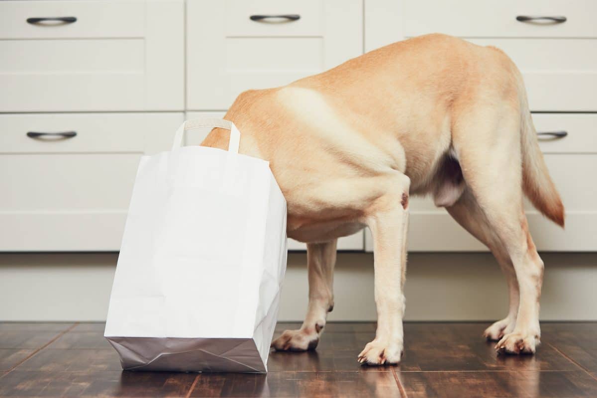 Hund bringt Einkäufe bis vor die Türe: Dieser Lieferservice begeistert das Netz