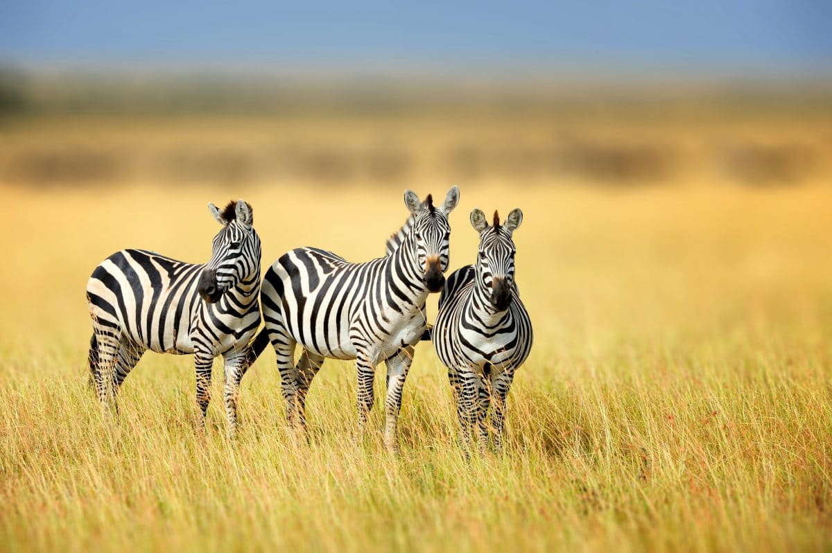 Optische Täuschung verwirrt User: Zu welchem Zebra gehört der Kopf?