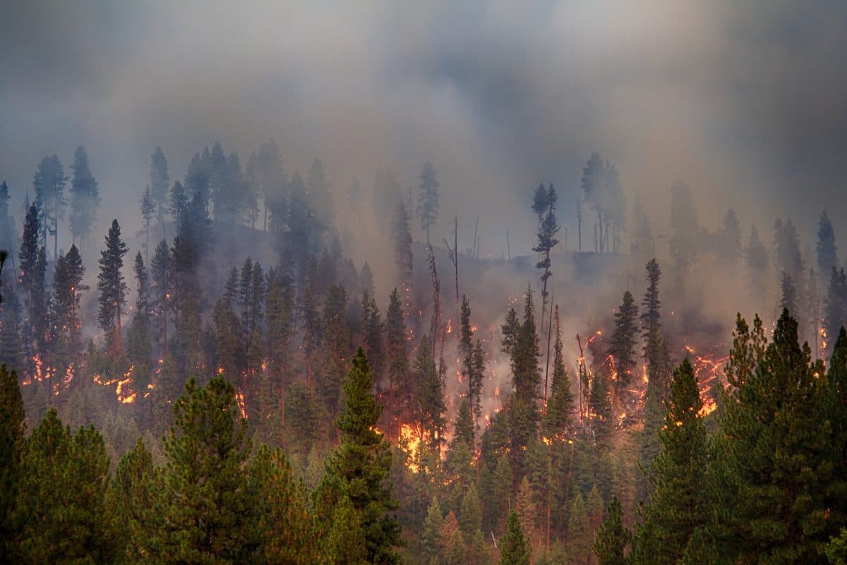 Portugal ruft wegen anhaltender Waldbrände Alarmzustand aus