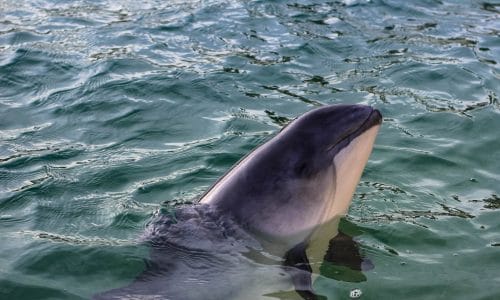 Schweinswal laut Greenpeace-Report vom Aussterben bedroht