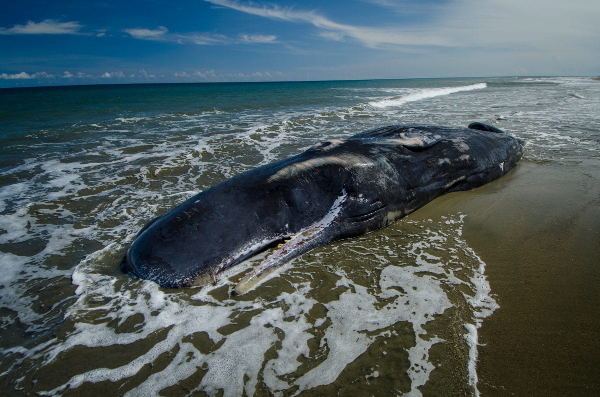 Riesiger toter Wal an Küste in Indonesien angeschwemmt