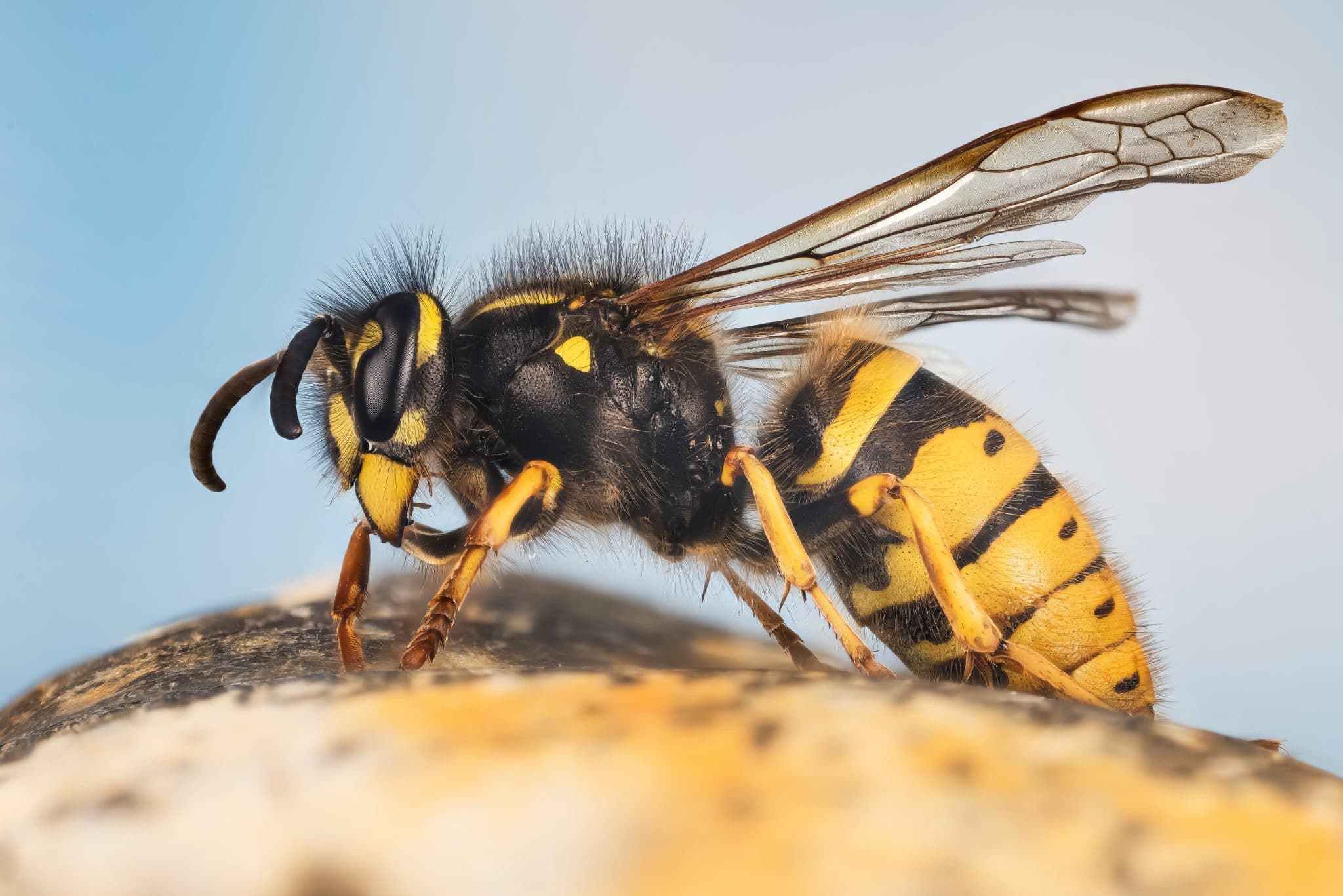 Warum Fliegen Wwspen In Den Salat Mit diesen 4 einfachen Tricks wirst du Wespen im Sommer los