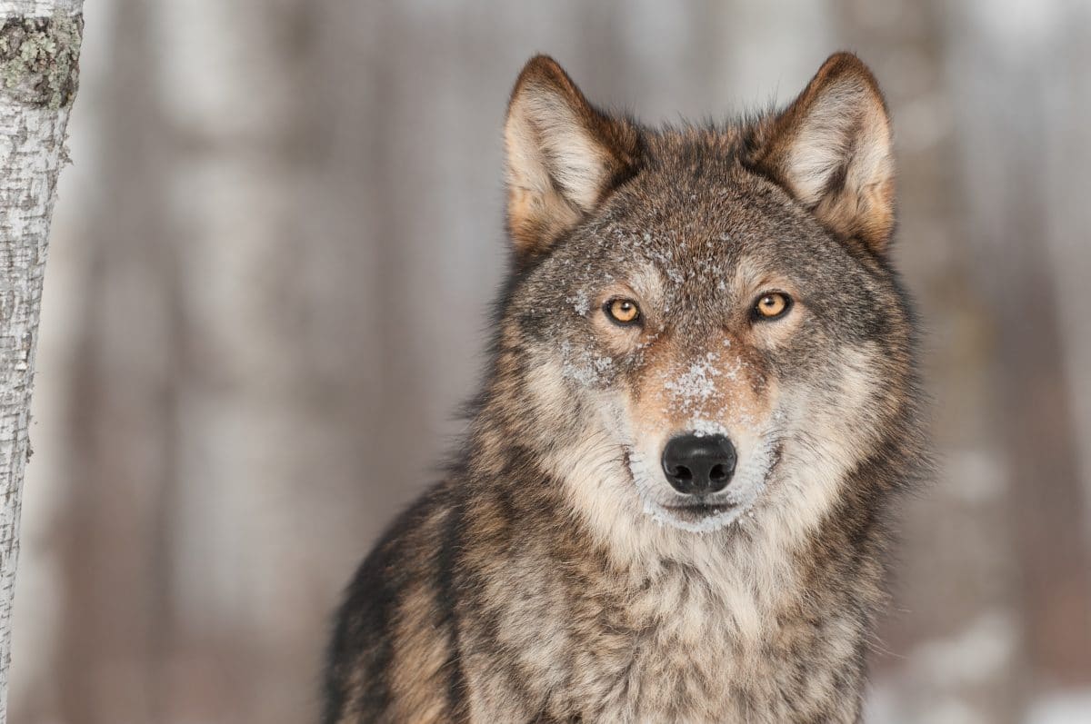 Hunderte Wölfe in Kanada fälschlicherweise getötet