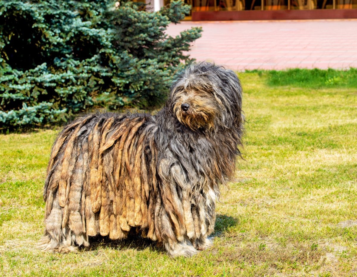 hunde die als welpen anders aussehen hirtenhund groß