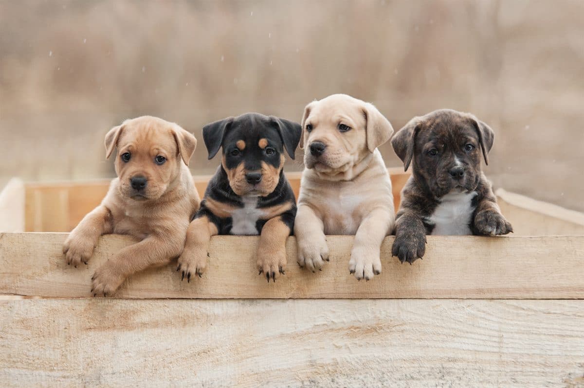 6 Hunde, die als Welpen ganz anders aussehen 6 Hunde, die als Welpen ganz anders aussehen