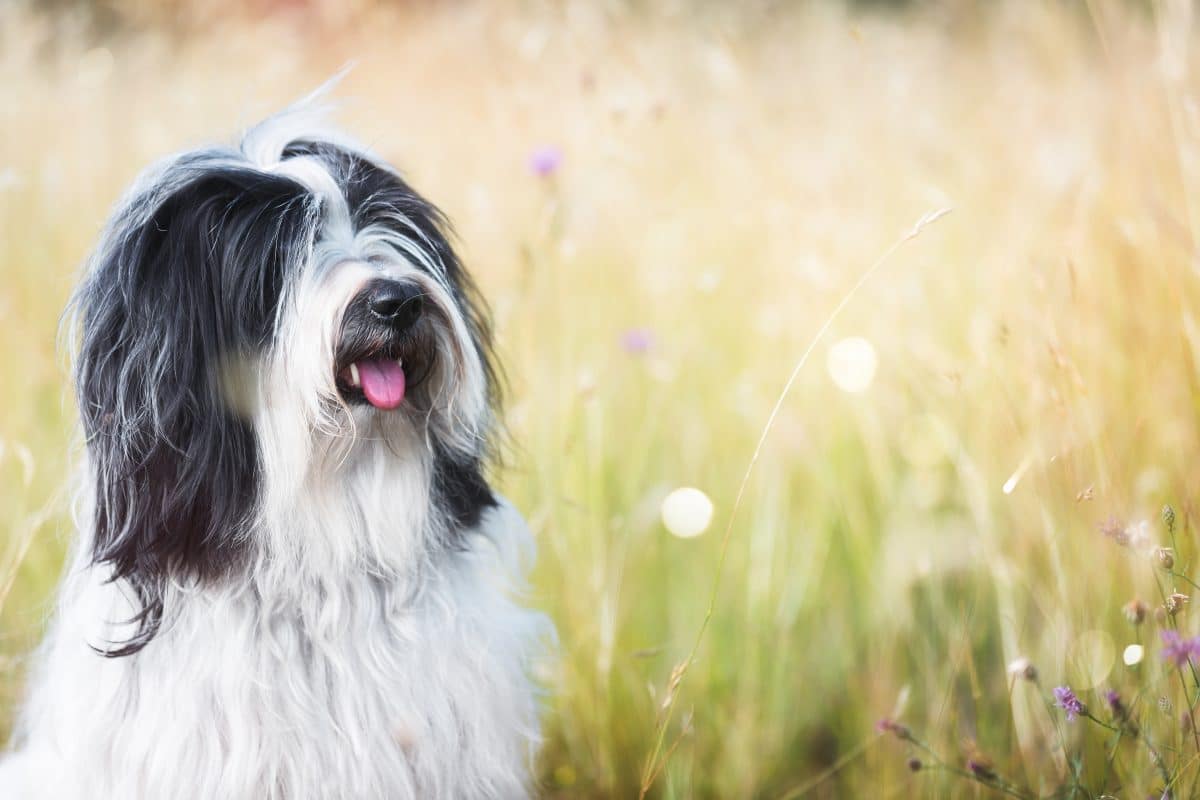 hunde die als welpen anders aussehen tibet groß