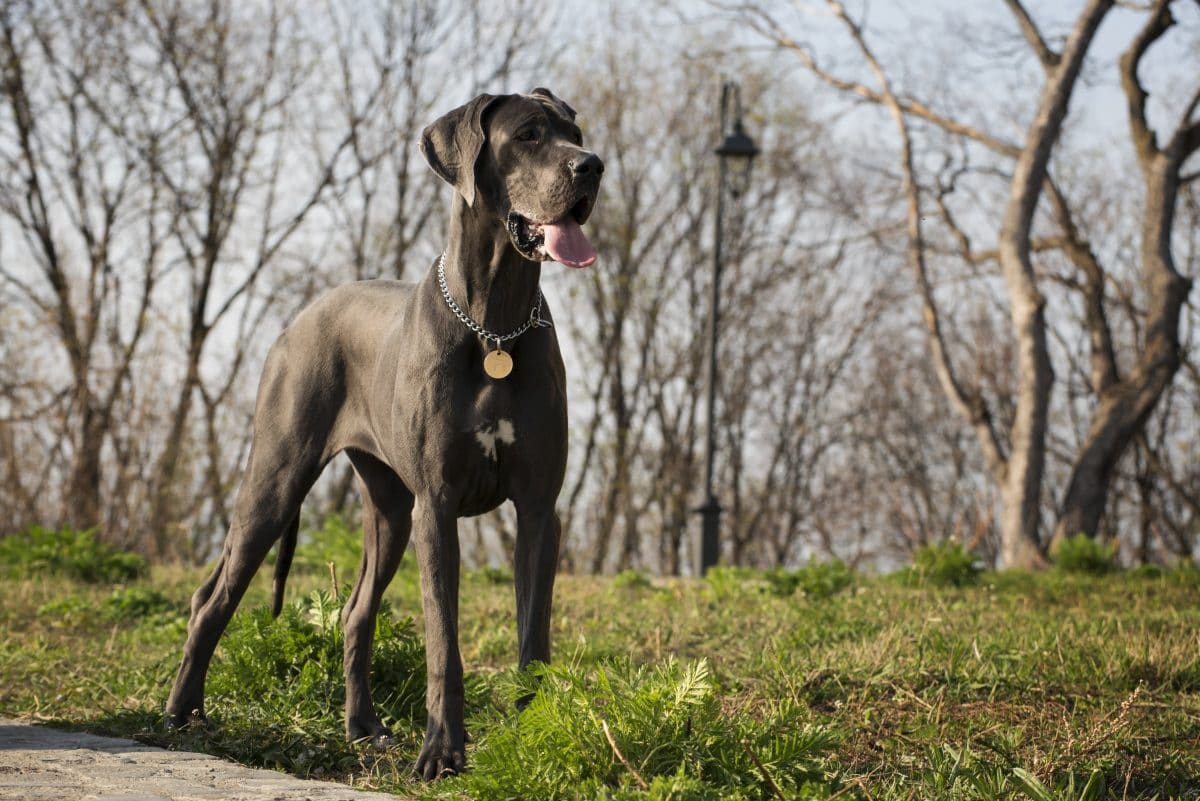 hunde die als welpen anders aussehen dogge groß