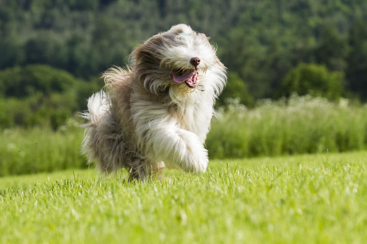 hunde die als welpen anders aussehen bearded groß