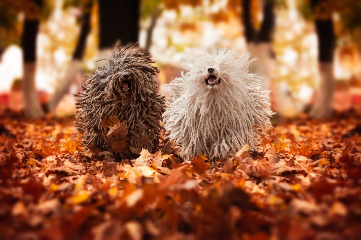 hunde die als welpen anders aussehen puli groß