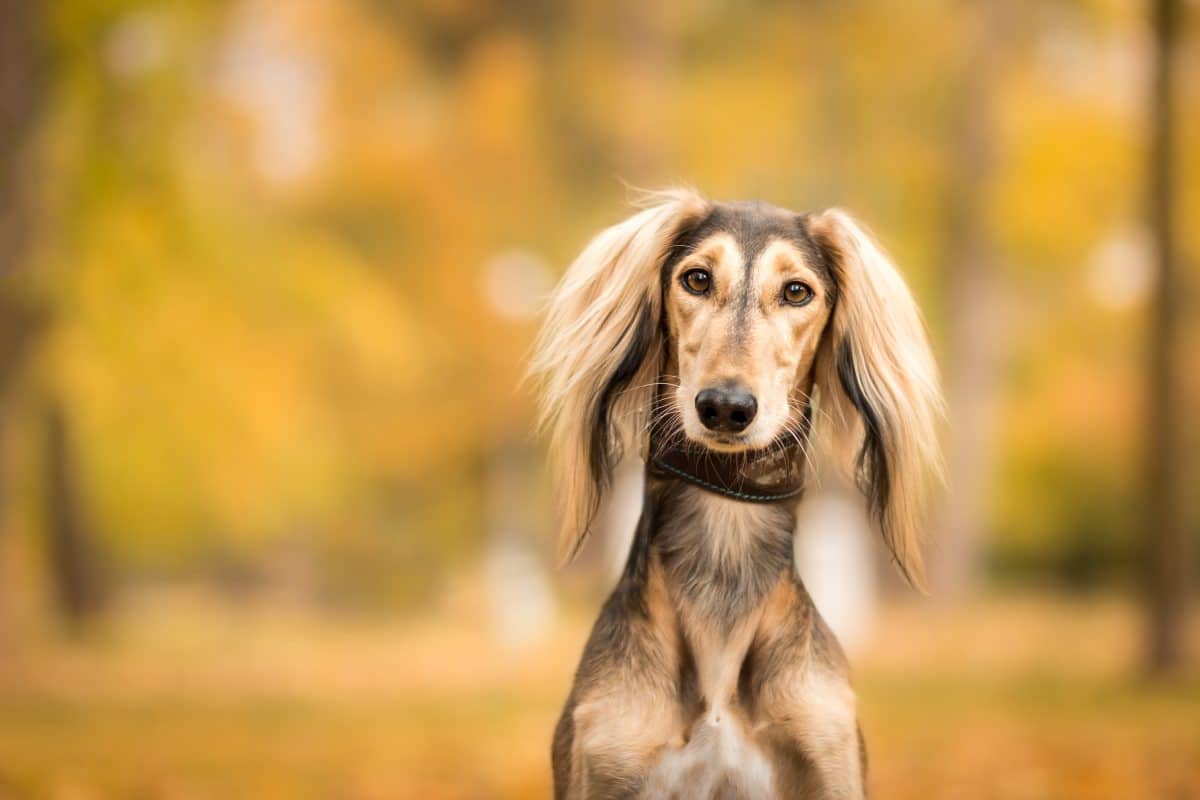 hunde die als welpen anders aussehen saluki groß