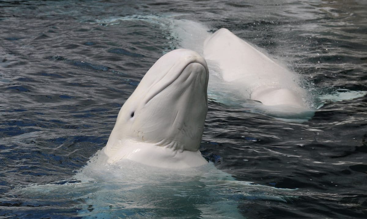 Beluga-Wale nach über 10 Jahren in Gefangenschaft wieder im Ozean