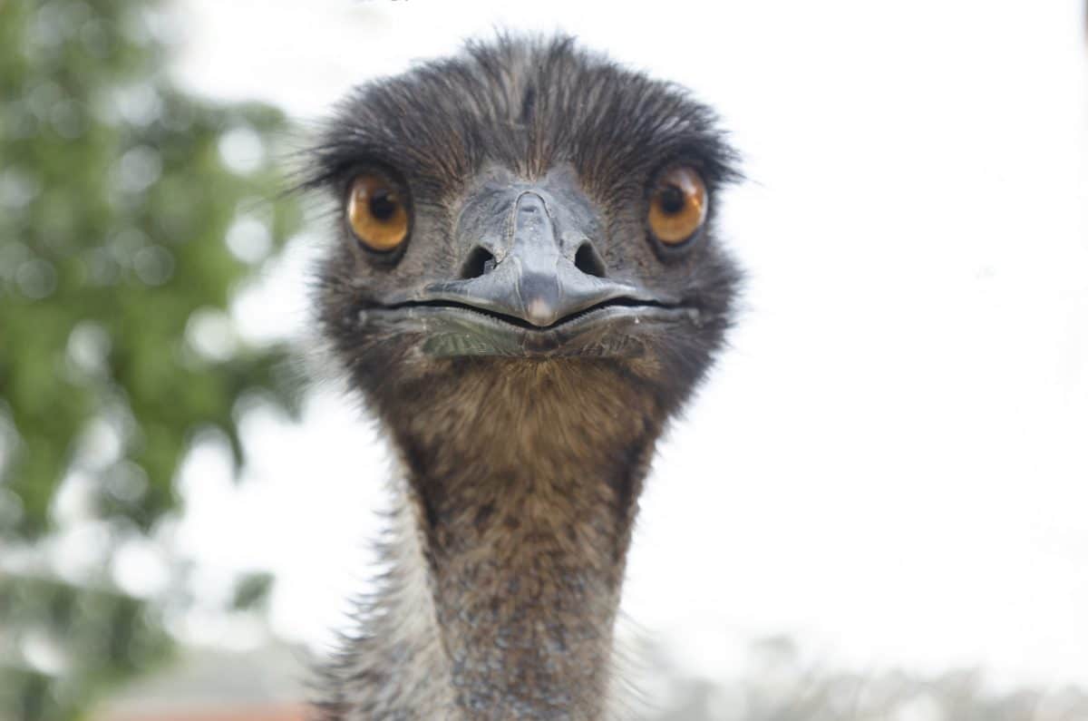 Tierquäler: Jugendliche verprügeln Emu mit einem Rechen