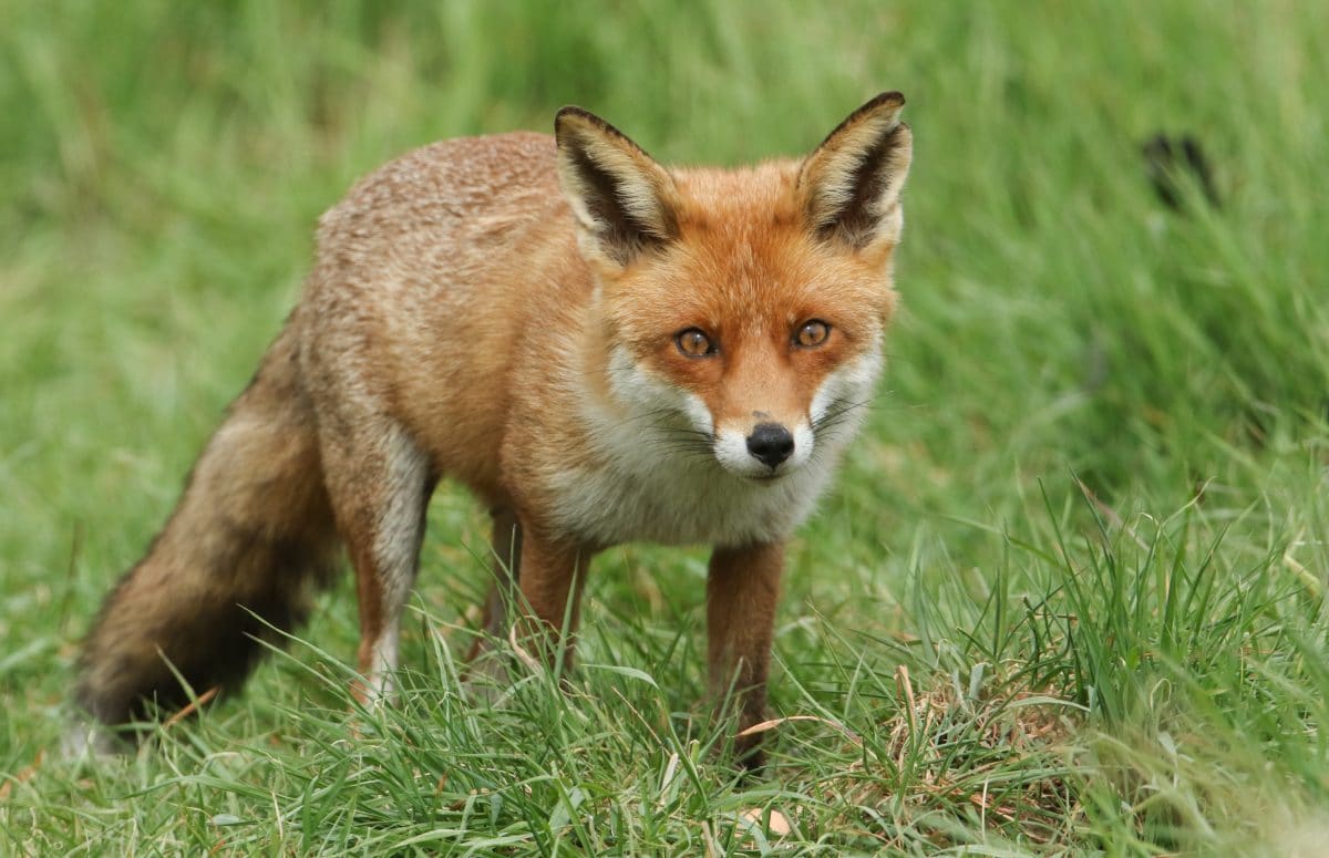 Fuchs beißt zum zweiten Mal schlafende Hotelgäste