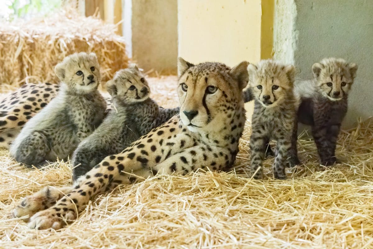 Vier Geparden-Babys in Schönbrunn geboren