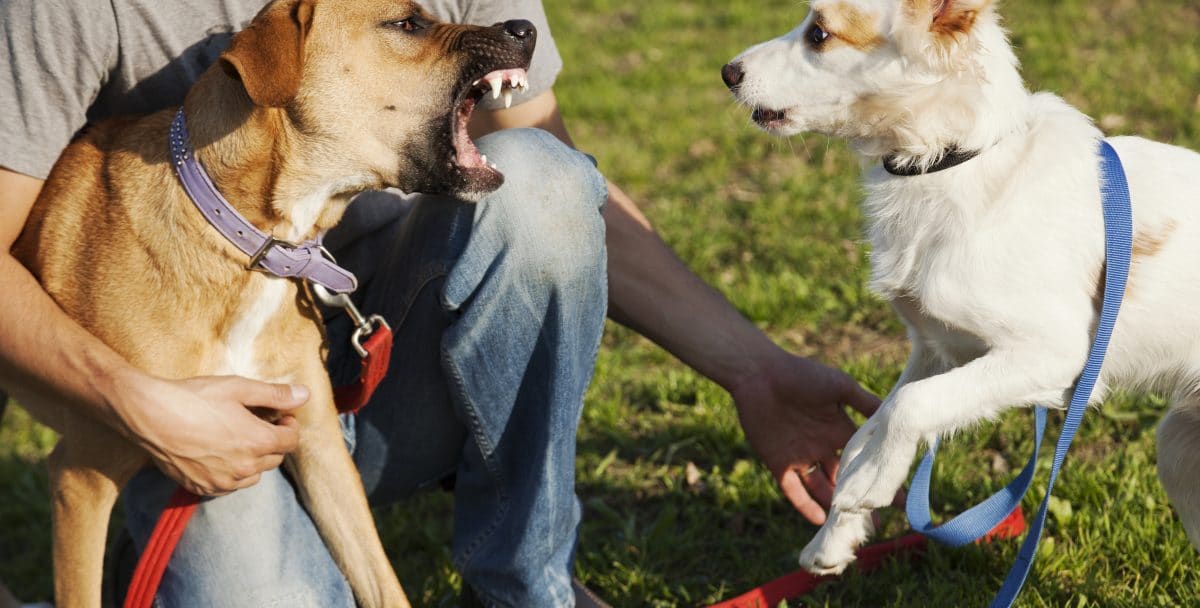 Mann sticht fremden Hund auf Hundewiese tot