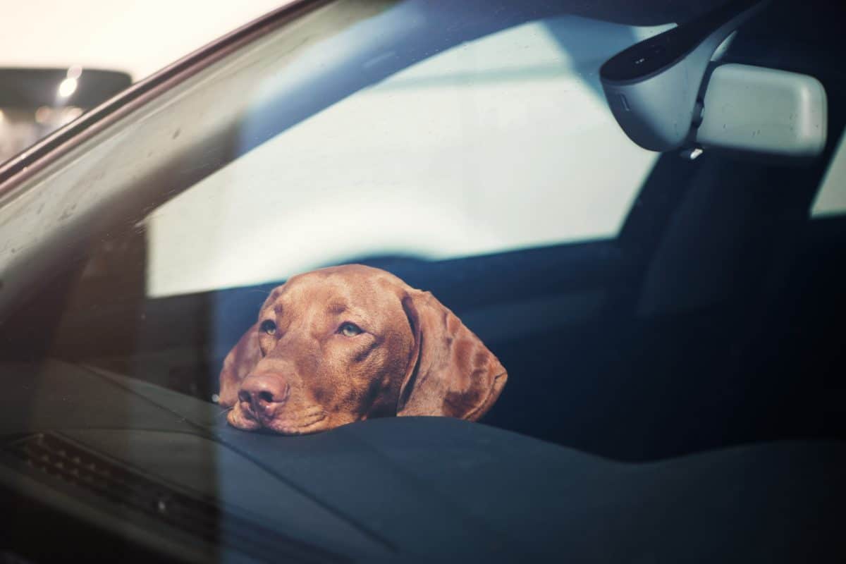 Hund sitzt bei 34 Grad im Auto fest: Dramatische Rettungsaktion