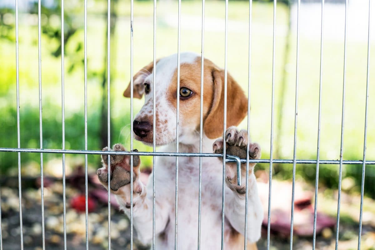 Hunde in Nordkorea sollen an Restaurants abgegeben werden