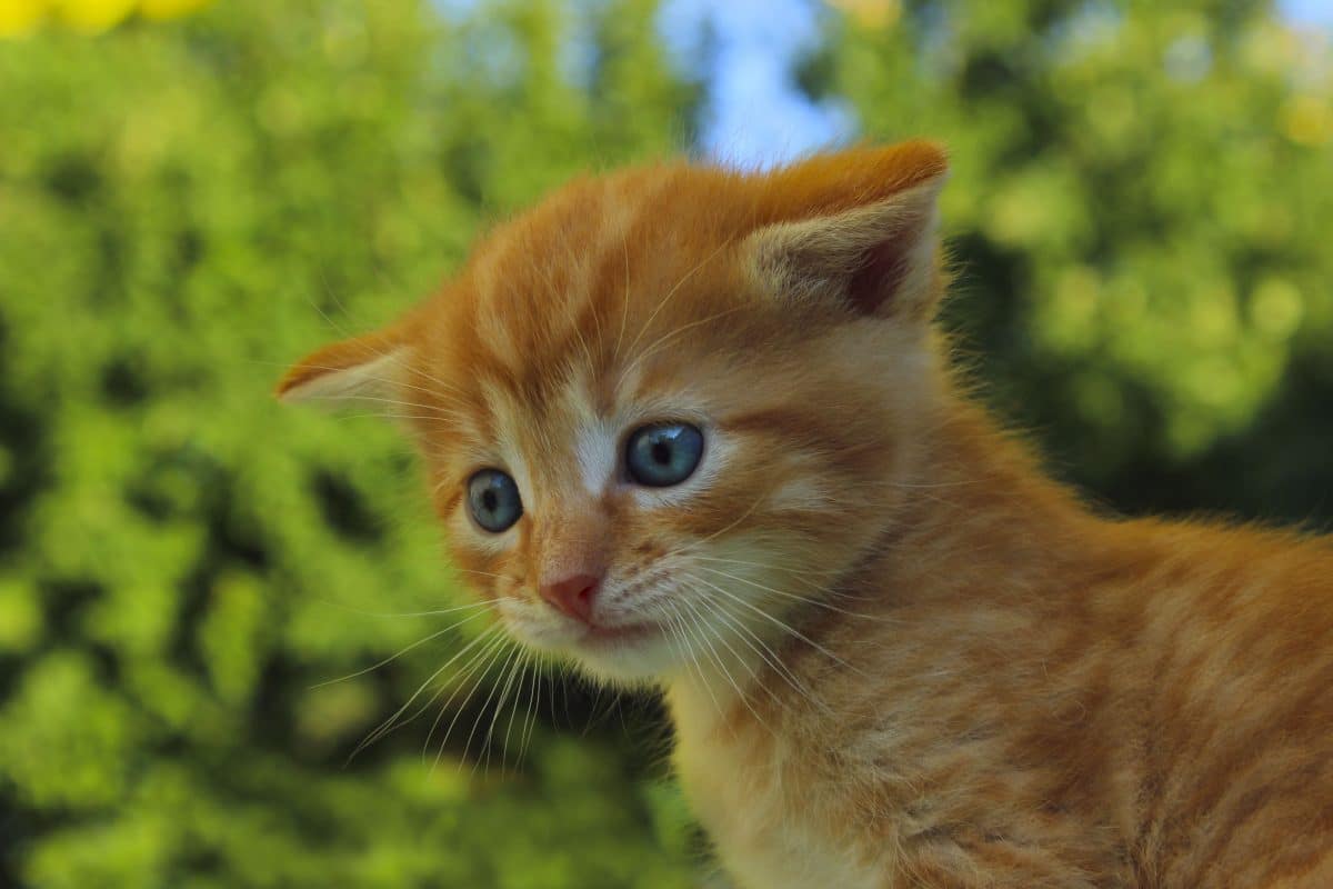 Jugendliche vergewaltigen junge Katze bis sie stirbt