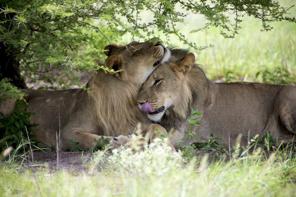 Löwenpaar nach 21 gemeinsamen Jahren zusammen eingeschläfert