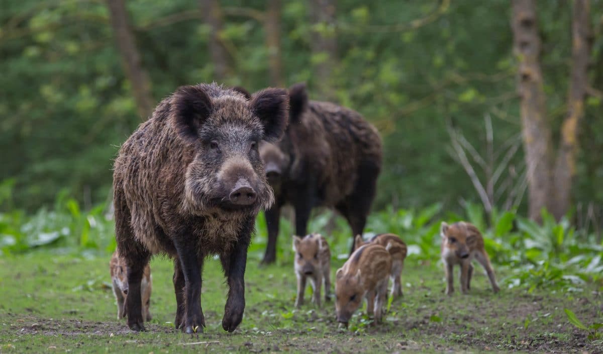 Nackter Mann verfolgt Wildscheine am Badesee: Fotos gehen viral