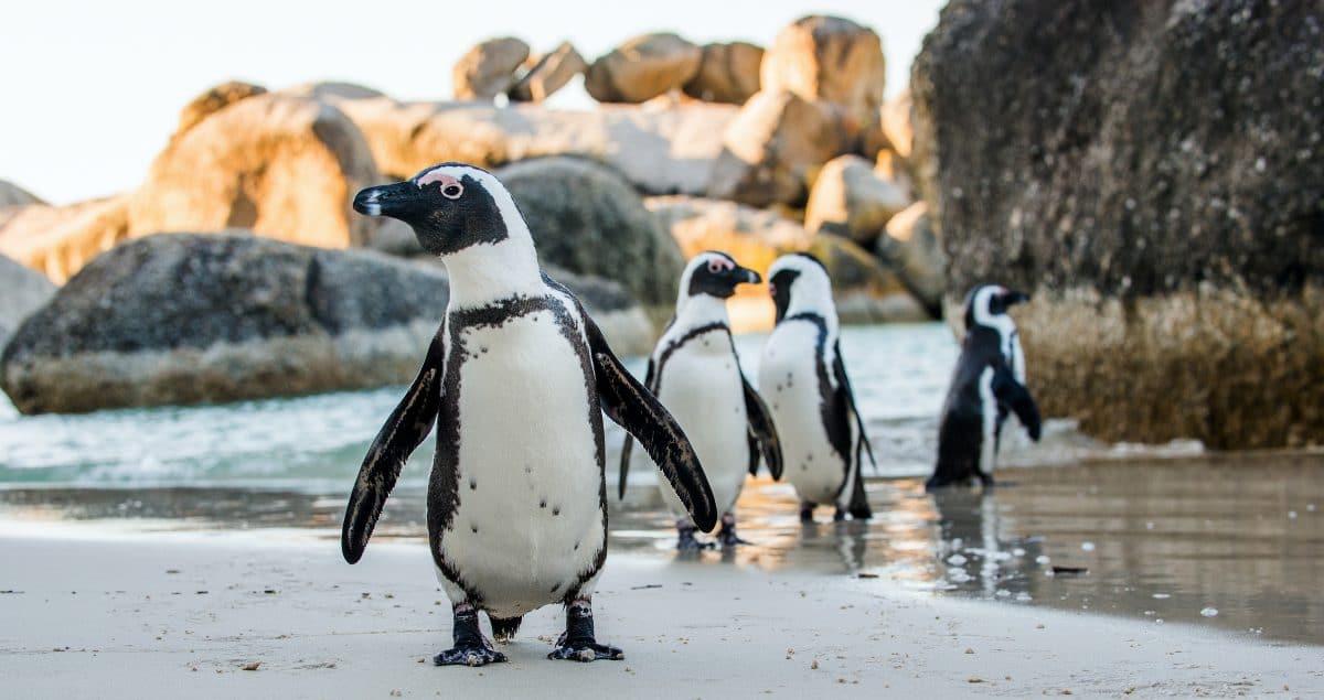 Pinguine im Live-TV erobern das Netz