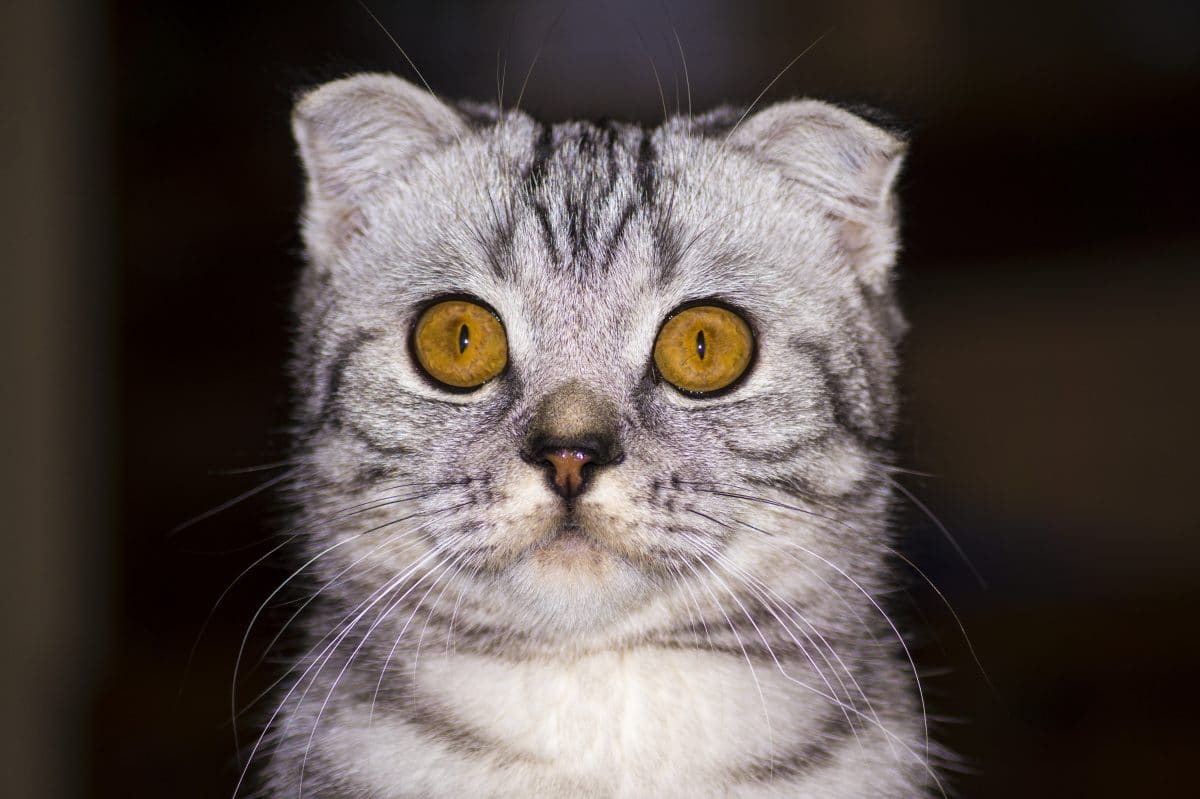 Tierquälerei: Teenager drücken das Auge einer Katze aus